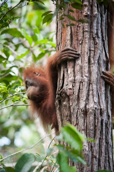 Orangutan Tanjung Puting Borneo Indonesia Orang Utan — Foto Stock