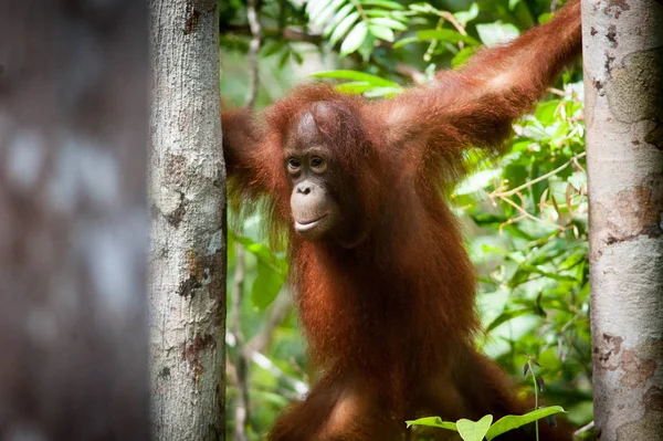 Orang Utan Tanjung Puting Bornéo Indonésie Orang Utan — Photo