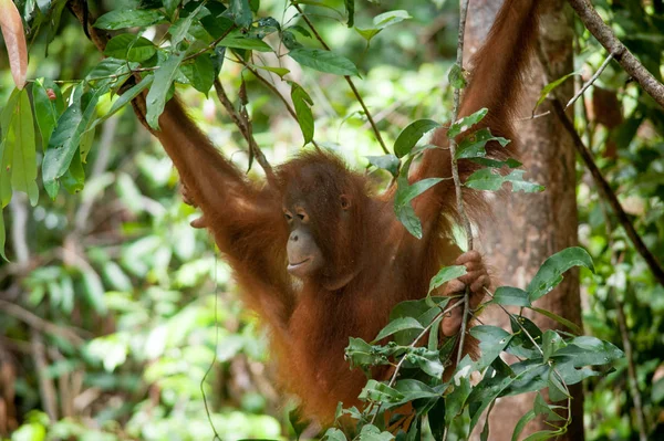 Orang Utan Tanjung Puting Bornéo Indonésie Orang Utan — Photo