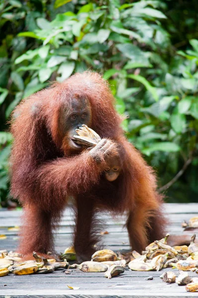 Orangután Tanjung Puting Borneo Indonesia Orang Utan — Foto de Stock