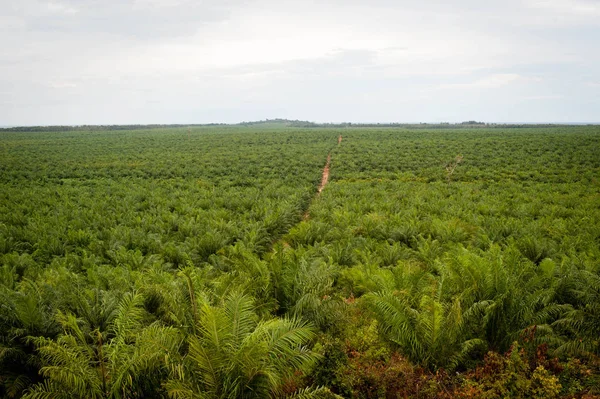 Plantação Óleo Palma Borneo Indonesia Kalimantan Imagem De Stock