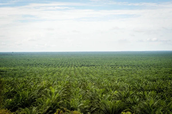 Plantação Óleo Palma Borneo Kalimantan Indonésia Imagem De Stock