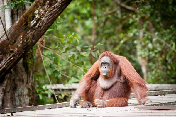 Orangutan Bekantan Kalimantan Borneo Tanjung Colocando Parque Nacional Imagens Royalty-Free