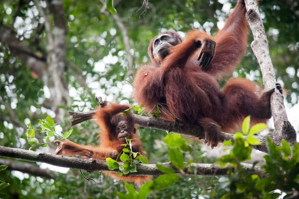 Orangutan Kalimantan Borneo Tanjung Colocando Parque Nacional Imagens Royalty-Free