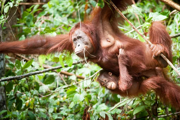 Tanjung Orangotango Colocando Bornéu Indonésia Orang Utan Fotografias De Stock Royalty-Free