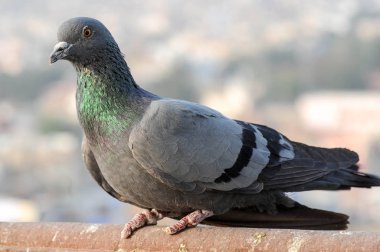 Gri güvercin güvercin kuş uçan