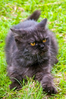 Siyah kedi oynarken yere