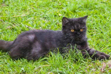 Siyah kedi oynarken yere