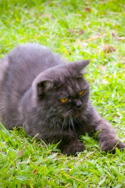 Siyah kedi oynarken yere