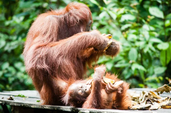 Tanjung Orangotango Colocando Bornéu Indonésia Orang Utan — Fotografia de Stock