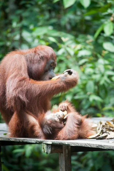 Tanjung Orangotango Colocando Bornéu Indonésia Orang Utan — Fotografia de Stock