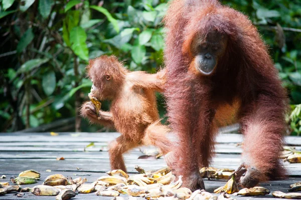 Tanjung Orangotango Colocando Bornéu Indonésia Orang Utan — Fotografia de Stock