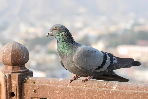 Taubenvögel Fliegen — Stockfoto