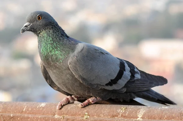 Taubenvögel Fliegen — Stockfoto