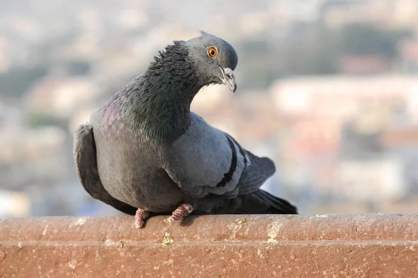 Taubenvögel Fliegen — Stockfoto