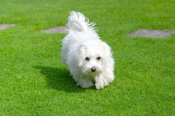 Filhote Cachorro Adorável Feliz Pego Movimento Enquanto Corre Grama Verde — Fotografia de Stock