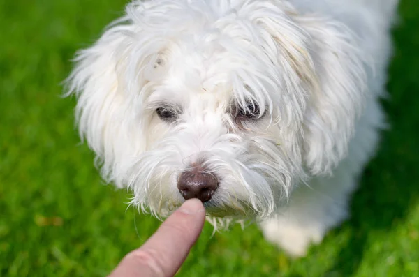 Filhote Cachorro Adorável Curioso Está Cheirando Dedo Grama Verde Cenário — Fotografia de Stock