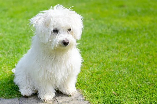 An adorable, curious puppy seems curious and inquisitive while sitting on green grass in a vibrant, summer backyard setting.