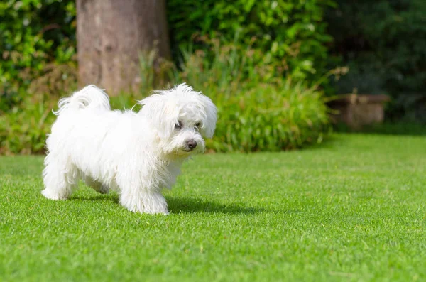 Filhote Cachorro Adorável Curioso Parece Curioso Curioso Enquanto Joga Grama — Fotografia de Stock