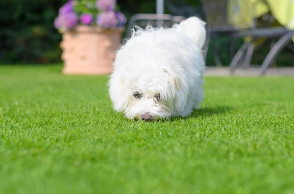 Filhote Cachorro Adorável Curioso Cheirando Grama Verde Vibrante Cenário Quintal — Fotografia de Stock