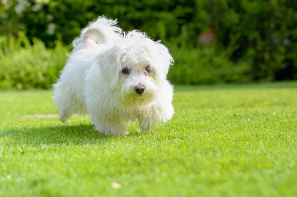 Filhote Cachorro Adorável Feliz Pego Movimento Enquanto Corria Grama Verde — Fotografia de Stock