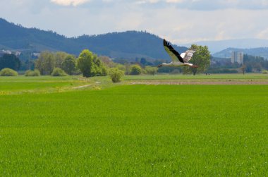 Yeşil bir alan üzerinde alçaktan uçan büyük beyaz leylek