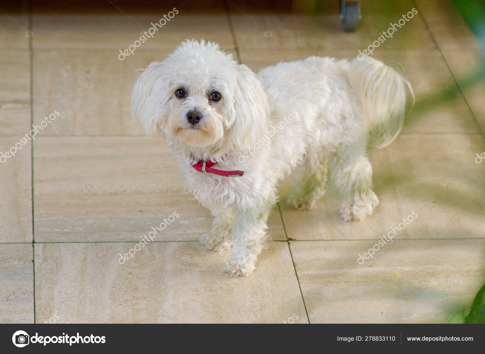 Cute Little Curly Haired White Toy Poodle Stock Photo C Info