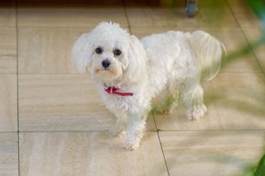 Sevimli küçük kıvırcık saçlı beyaz oyuncak kaniş