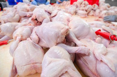 Kasap tavuğu geçerli. Tavuk kesim tesisi.