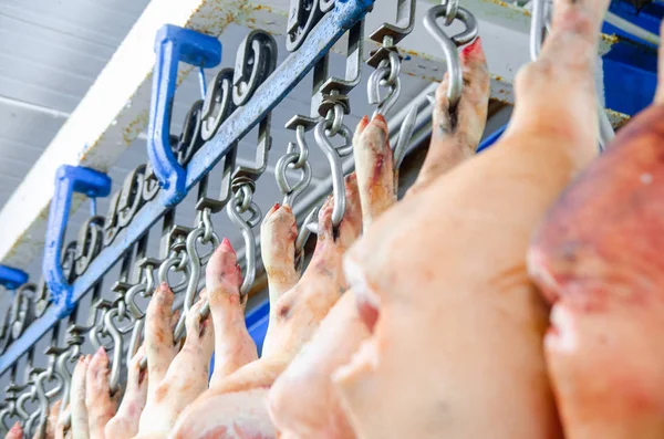 Et fabrikası. Domuz kanca asılı. Domuz leşleri kasaplar atölyesinde. Endüstriyel mamül işleme domuz eti. Kasap.