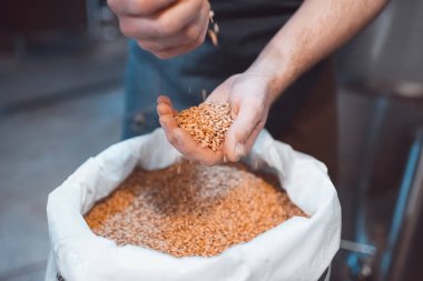 Bira imalatçısının elinde malt var. Avuçlarının içinde tahıl tutar