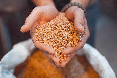 Bira imalatçısının elinde malt var. Avuçlarının içinde tahıl tutar