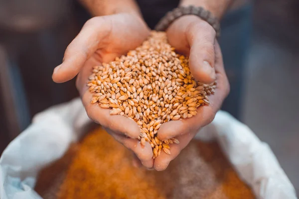 Bira imalatçısının elinde malt var. Avuçlarının içinde tahıl tutar