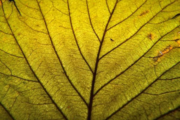 Jesienny Liść Makro Żyłach Liści Bliska — Zdjęcie stockowe