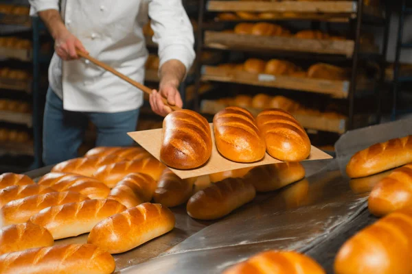 Genç bir fırıncı, sanayi fırınından tahta kürekle sıcak bir kürek alır. Sanayi ekmek üretimi
