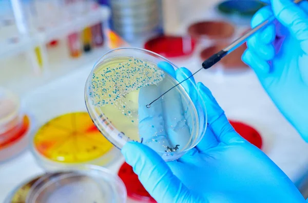Petrischale Vorhanden Mikrobiologisches Labor Schimmel Und Pilzkulturen Bakterienforschung — Stockfoto