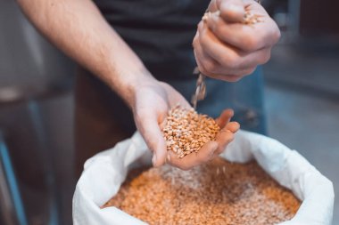 Bira imalatçısının elinde malt var. Avuçlarının içinde tahıl tutar