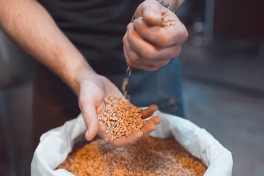 Bira imalatçısının elinde malt var. Avuçlarının içinde tahıl tutar