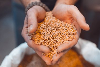 Bira imalatçısının elinde malt var. Avuçlarının içinde tahıl tutar