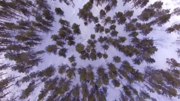 Fliegen über den Schneewald — Stockvideo