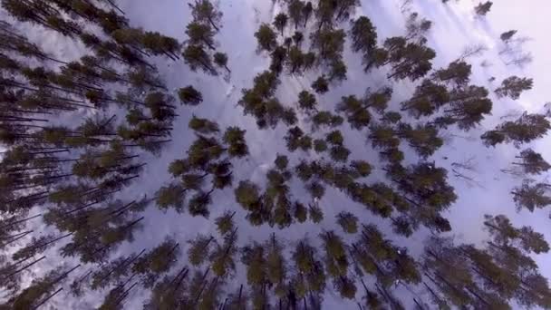Winter forest från höjd — Stockvideo