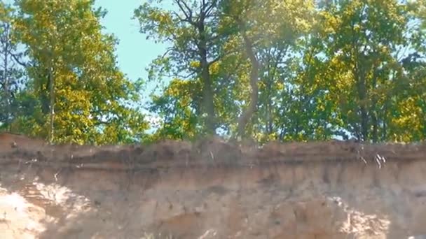 Дерева, що ростуть біля скелі — стокове відео