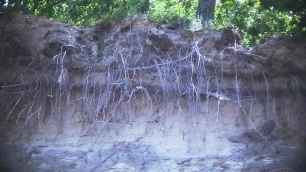 Les racines des arbres à la falaise 