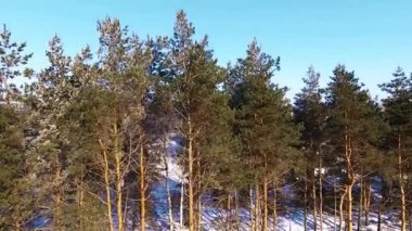 Çam ağaçları orman kenarında