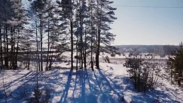 Winter bomen langs de weg — Stockvideo