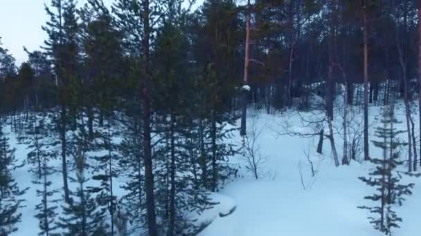 在冬松林的冠冕上 — 图库视频影像