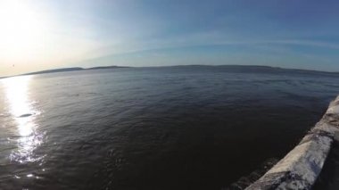 Beyaz balinalar ve foklar denize dalış