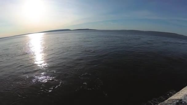 Ballenas blancas y focas se sumergen en el mar — Vídeo de stock