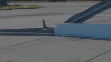 Gopher geriye bakmadan kaçtı