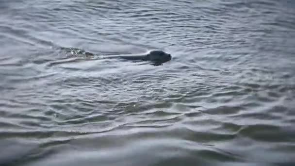 Тюленя плаває на хвилях — стокове відео